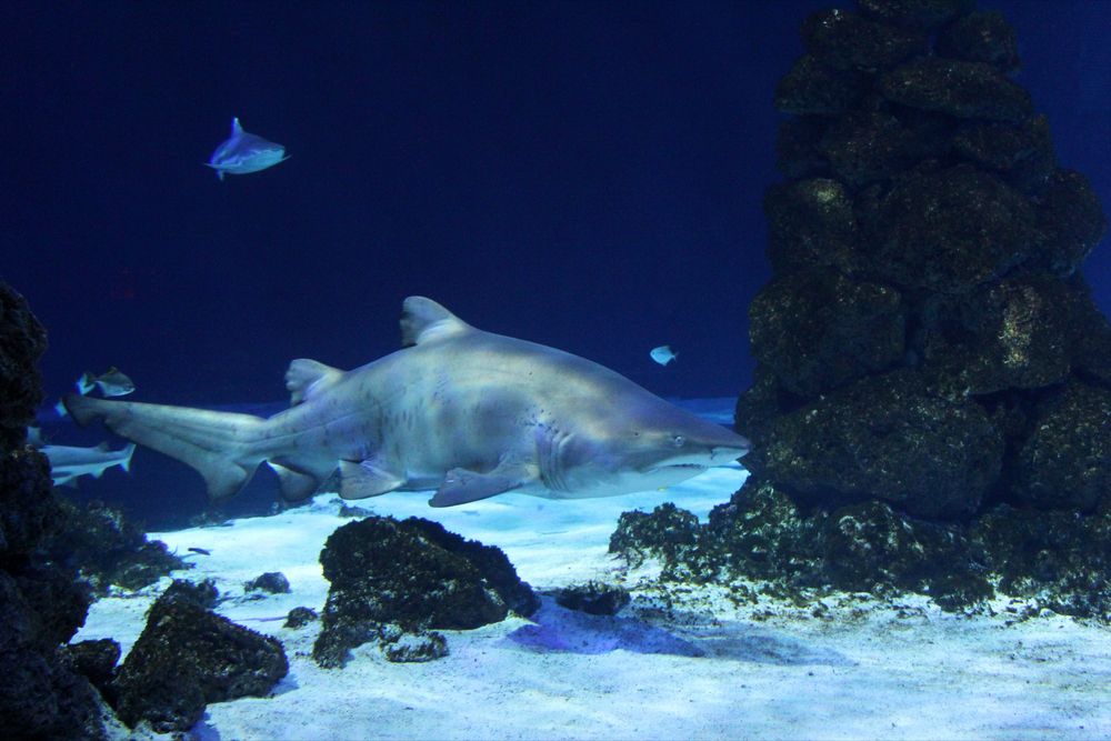 Sandtigerhai im Meereszentrum Fehmarn #2