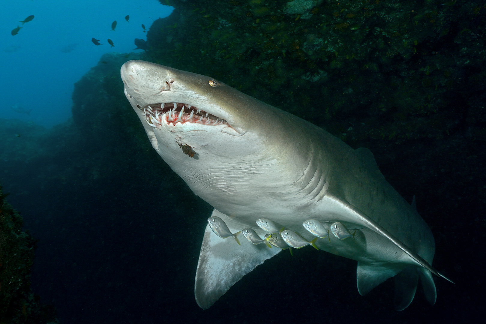  Sandtigerhai mit Escorte (Carcharias taurus),