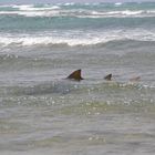 Sandtigerhai vor Boa Vista