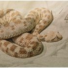 Sandviper