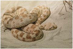 Sandviper