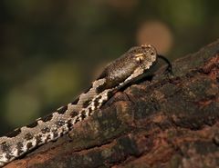 Sandviper