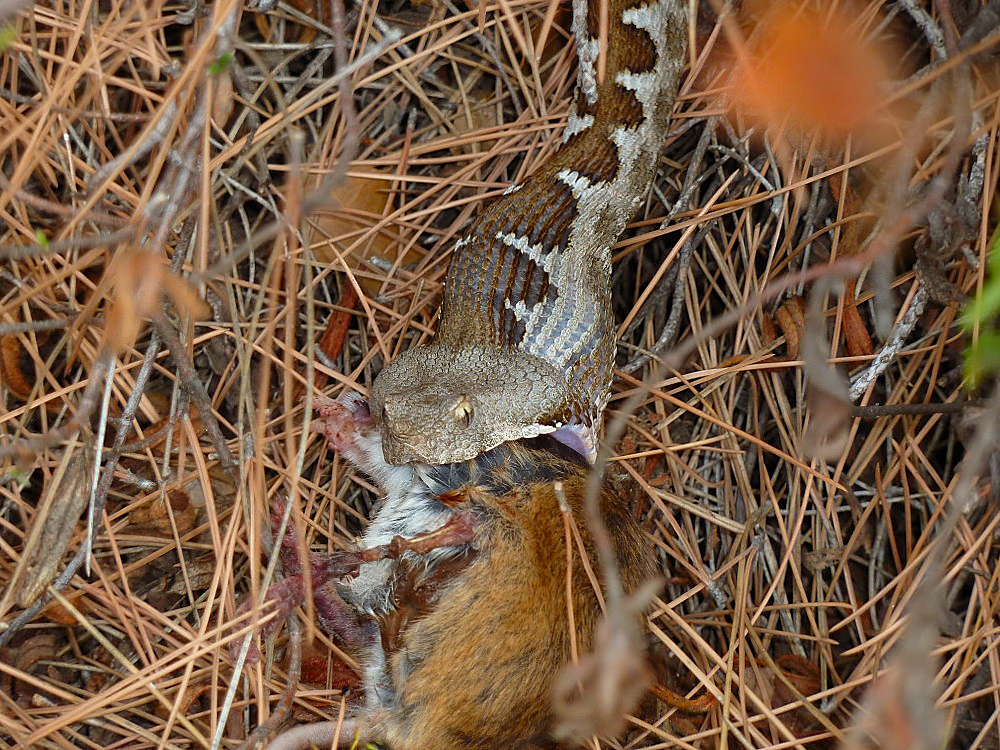 Sandviper