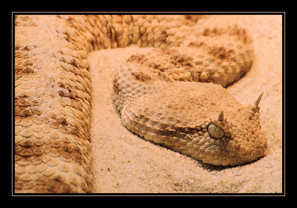 Sandviper