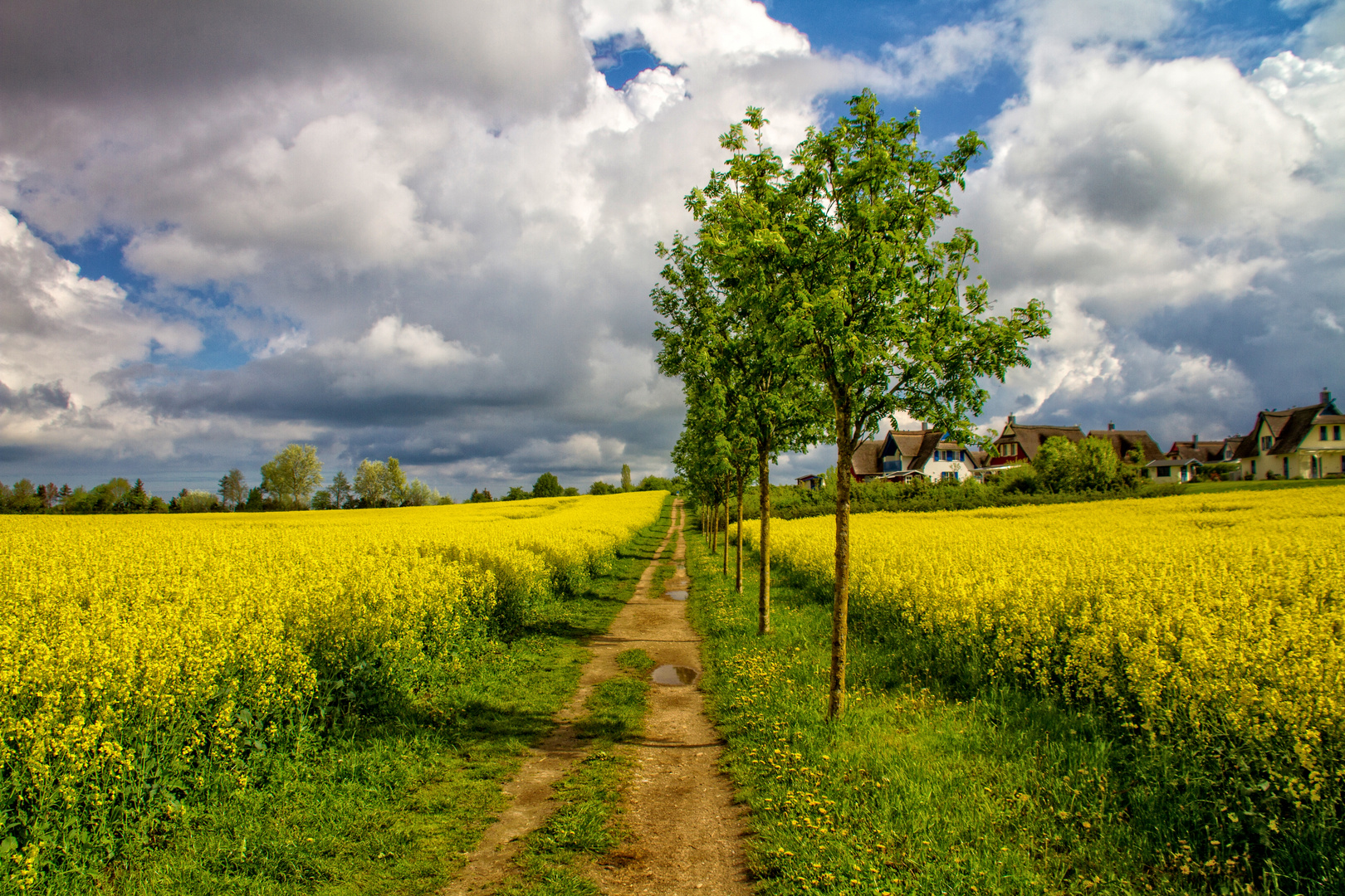 Sandweg durch den Raps