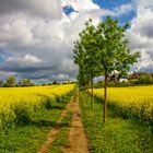 Sandweg durch den Raps