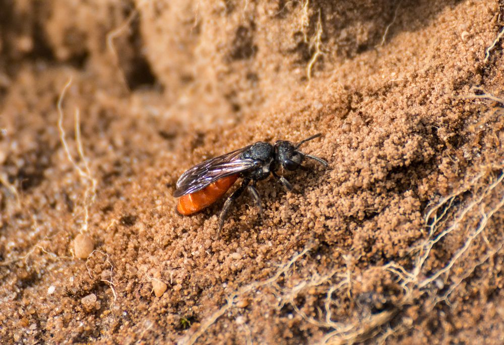 Sandwespe - 19.4.14 - Westruper Heide/NRW - Bestimmungshilfe!