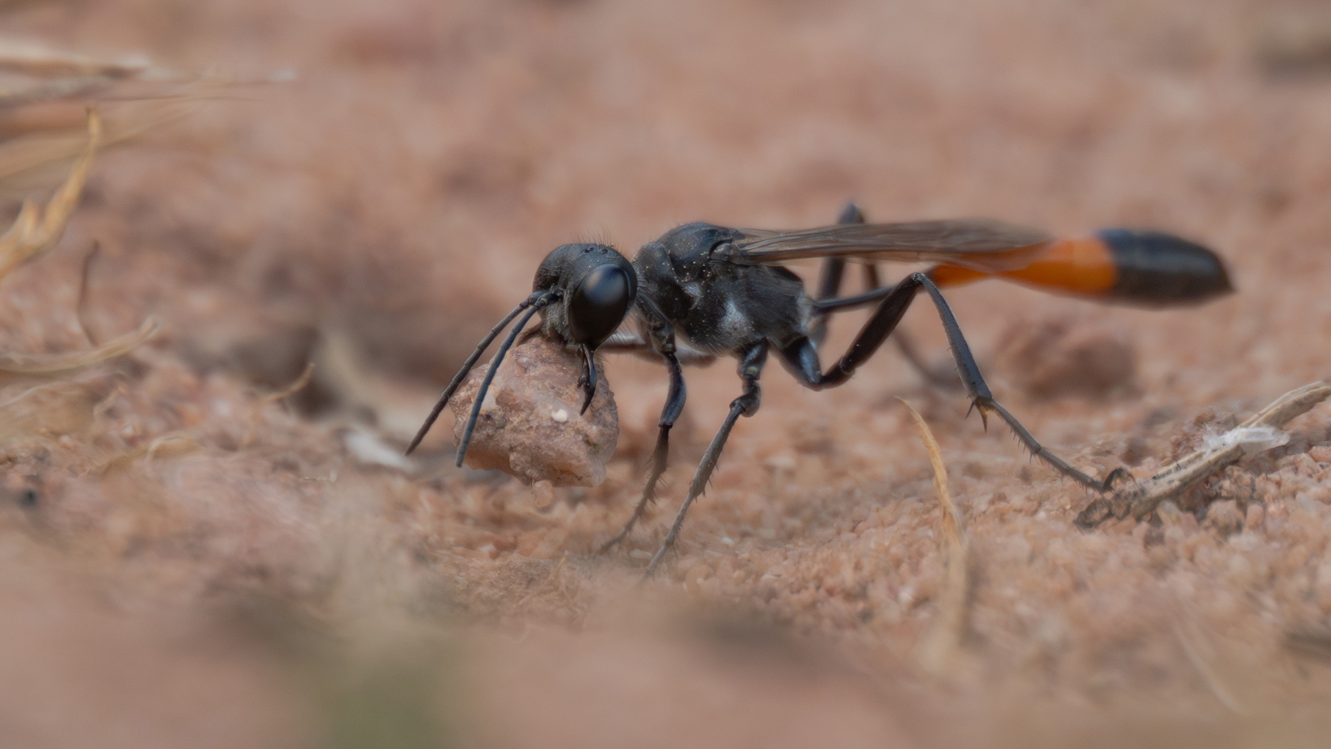 Sandwespe (Ammophila pubescens)