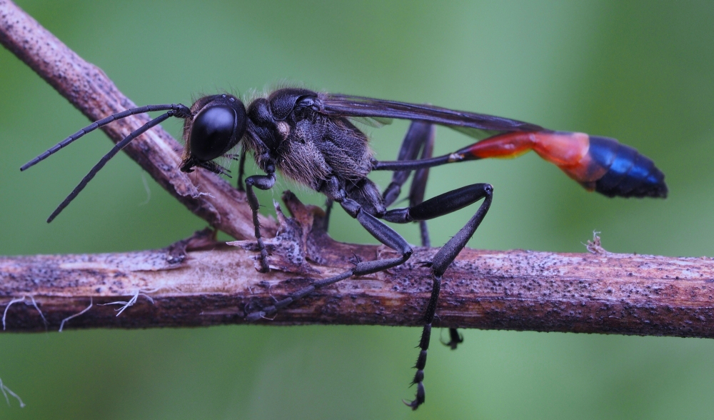 Sandwespe (Ammophila pubescens)