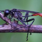 Sandwespe (Ammophila pubescens)