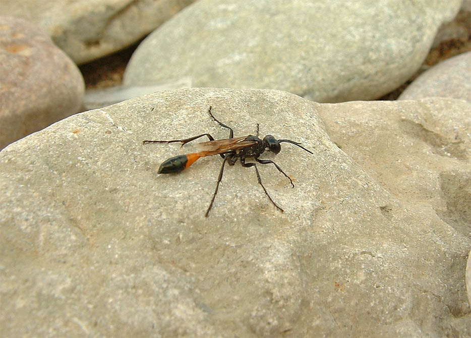 Sandwespe (Ammophila spec.)