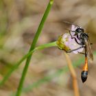 Sandwespe (Ammophila spec.)