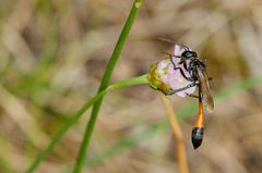 Sandwespe (Ammophila spec.)