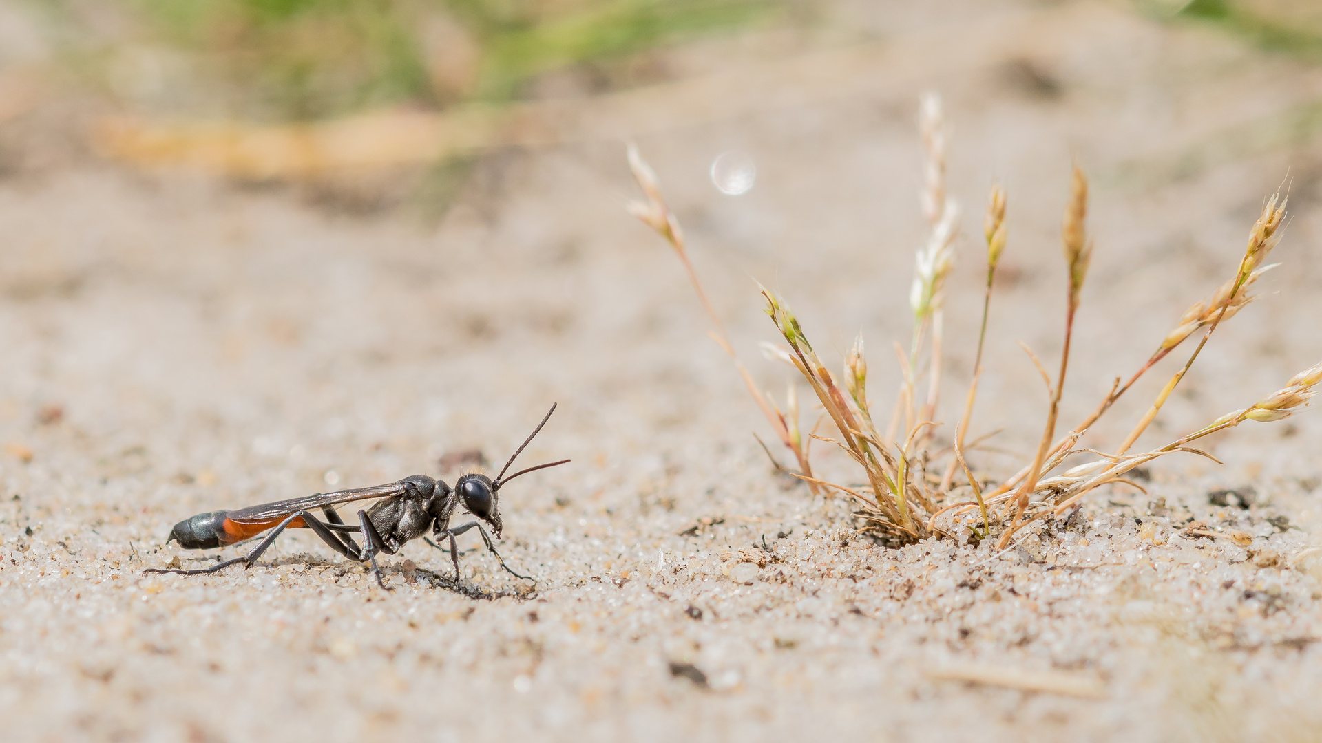 Sandwespe auf dem Sandweg