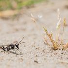 Sandwespe auf dem Sandweg