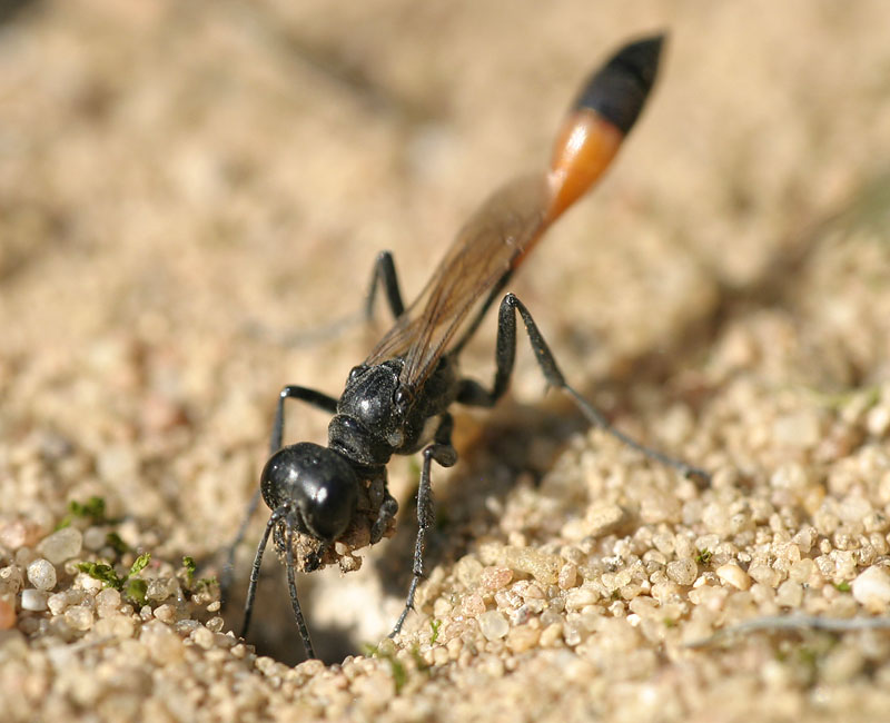 Sandwespe beim Nestbau