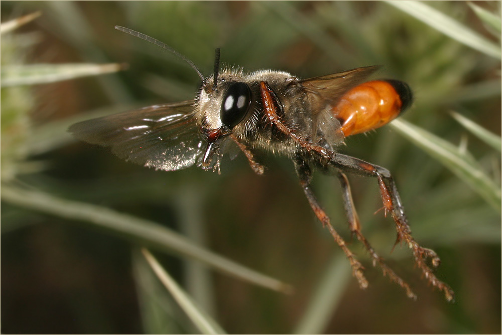 Sandwespe Foto & Bild tiere, wildlife, insekten Bilder auf
