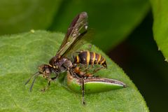 Sandwespe (Hoplisoides sp.)