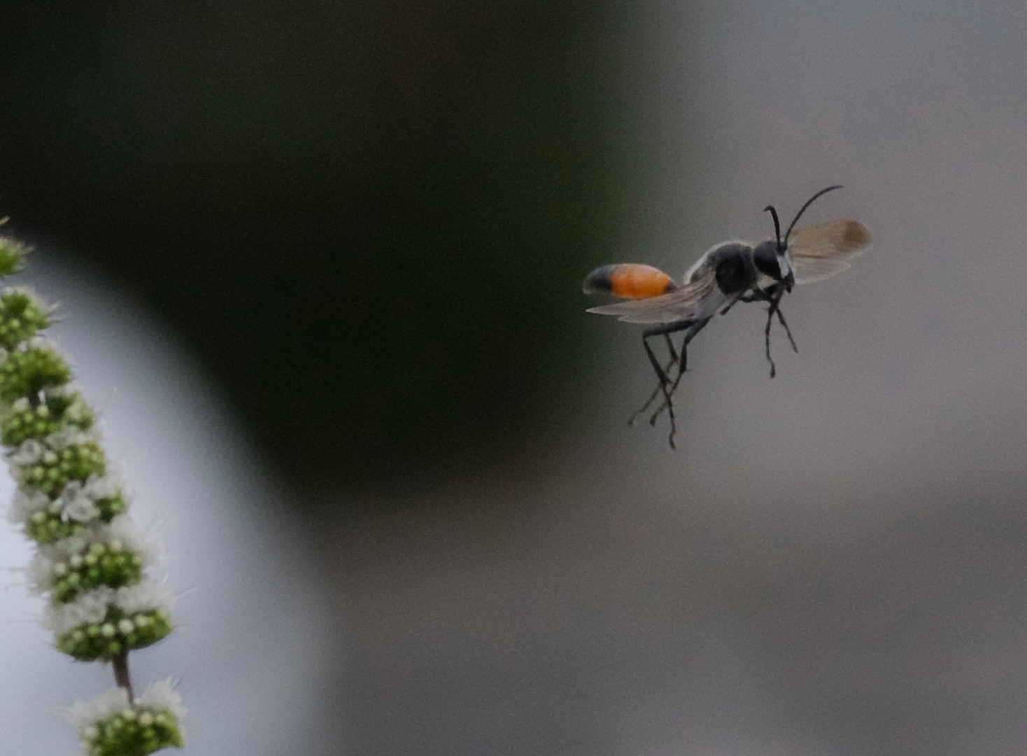 Sandwespe im Flug