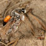 Sandwespe mit Heuschrecke