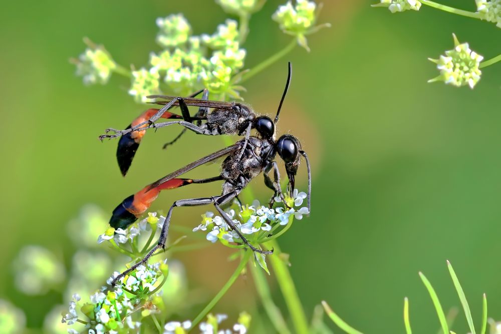 Sandwespen... Foto & Bild natur, insekten, tiere Bilder auf