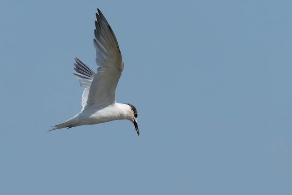 Sandwich Tern