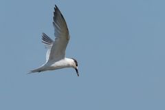 Sandwich Tern