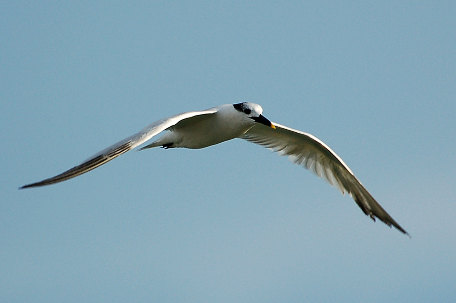 Sandwich Tern ...