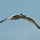 Sandwich Tern ...