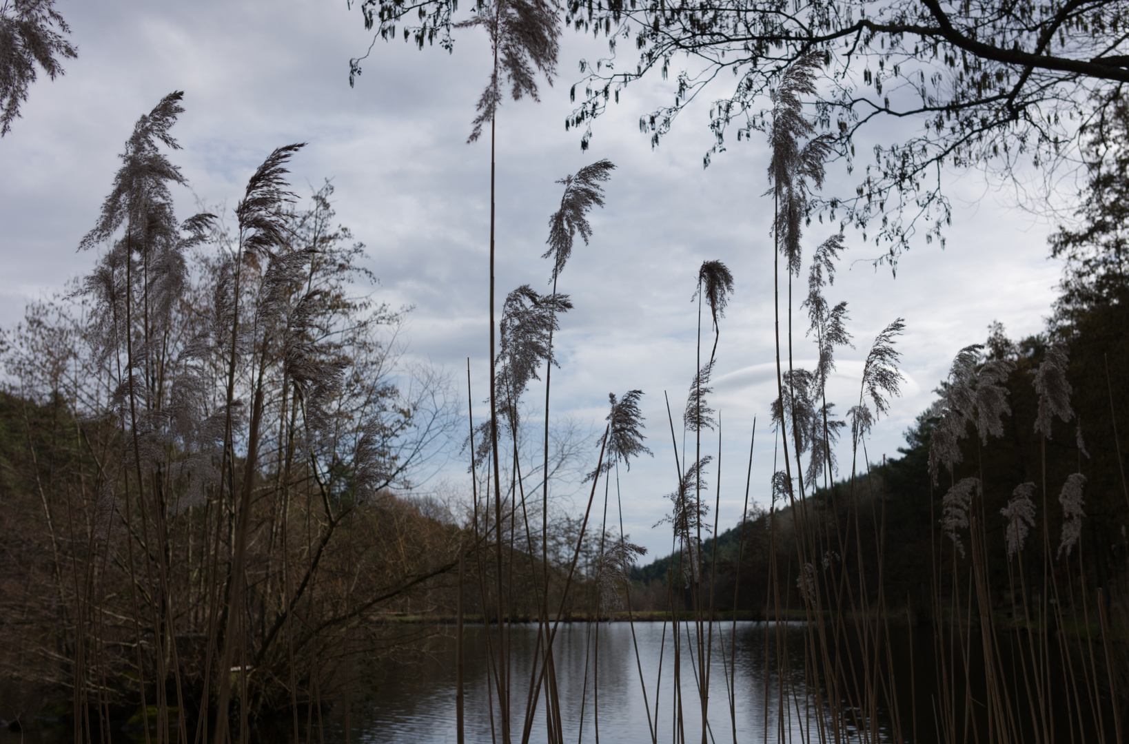 Sandwiesenweiher bei St. Martin, Rheinland-Pfalz