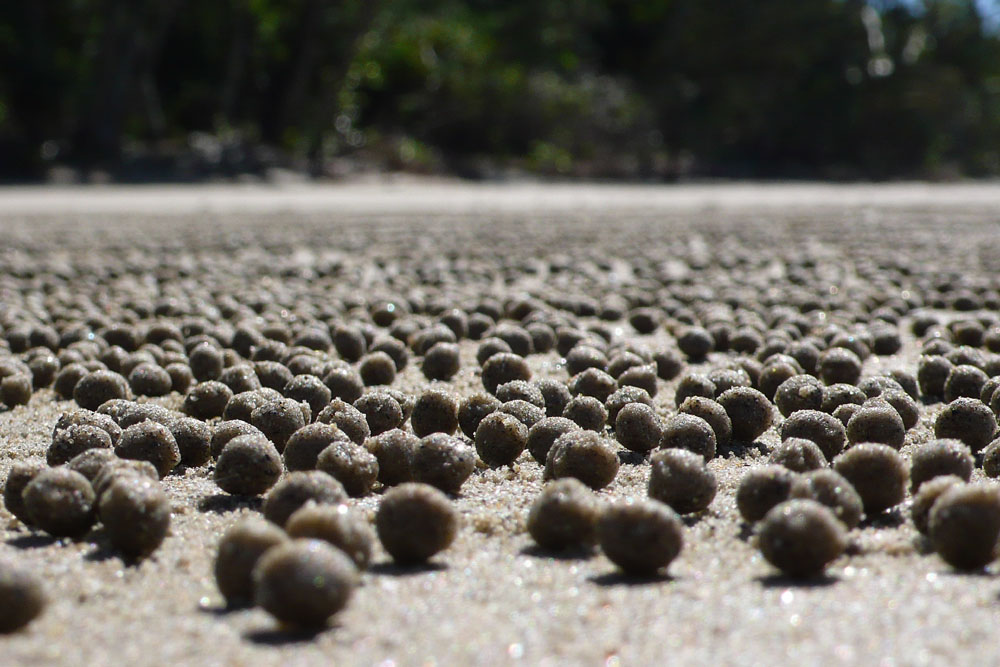 Sandwürmer (2) Daintree NP