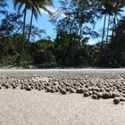 Sandwürmer am Coconut Beach