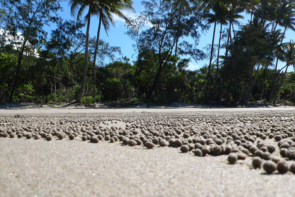 Sandwürmer am Coconut Beach