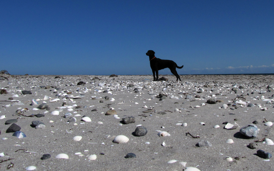 .. Sandwüste am Meer ..