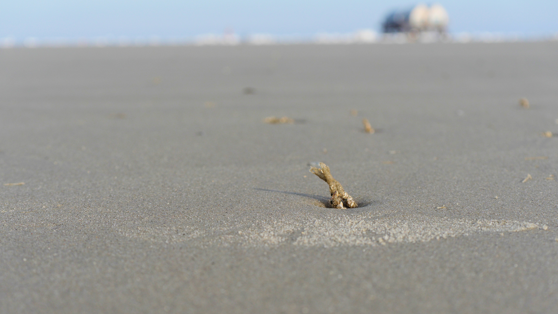 Sandwurmrest ?...an der Nordsee bei Ebbe 