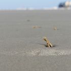 Sandwurmrest ?...an der Nordsee bei Ebbe 