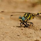 ~ Sandy Blue Marbels ~ (Onychogomphus uncatus, m) 