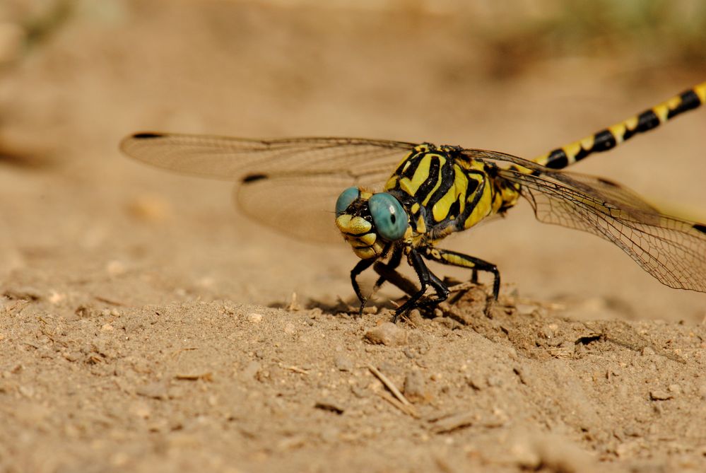 ~ Sandy Blue Marbels ~ (Onychogomphus uncatus, m) 