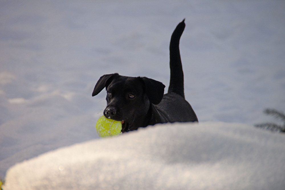 Sandy - Ein Labrador-Terrier Mischling