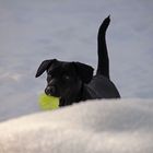 Sandy - Ein Labrador-Terrier Mischling