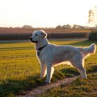 Sandy im Rampenlicht