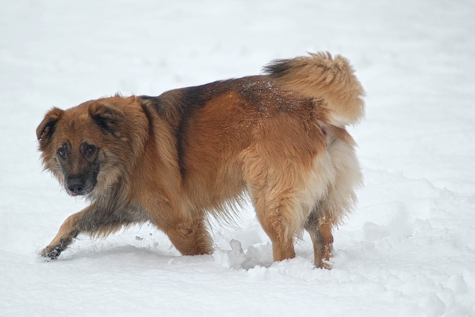 Sandy im Schnee