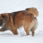 Sandy im Schnee