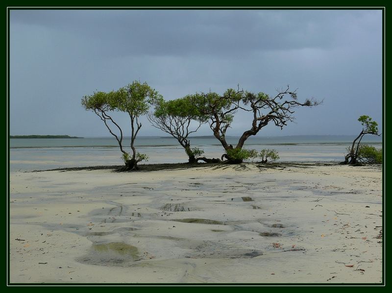 Sandy NP - vis a vis Fraser Island