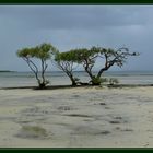 Sandy NP - vis a vis Fraser Island