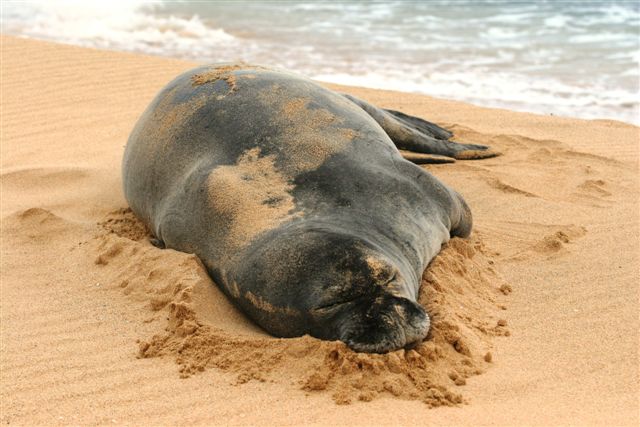 sandyseal