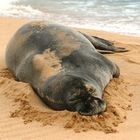 sandyseal