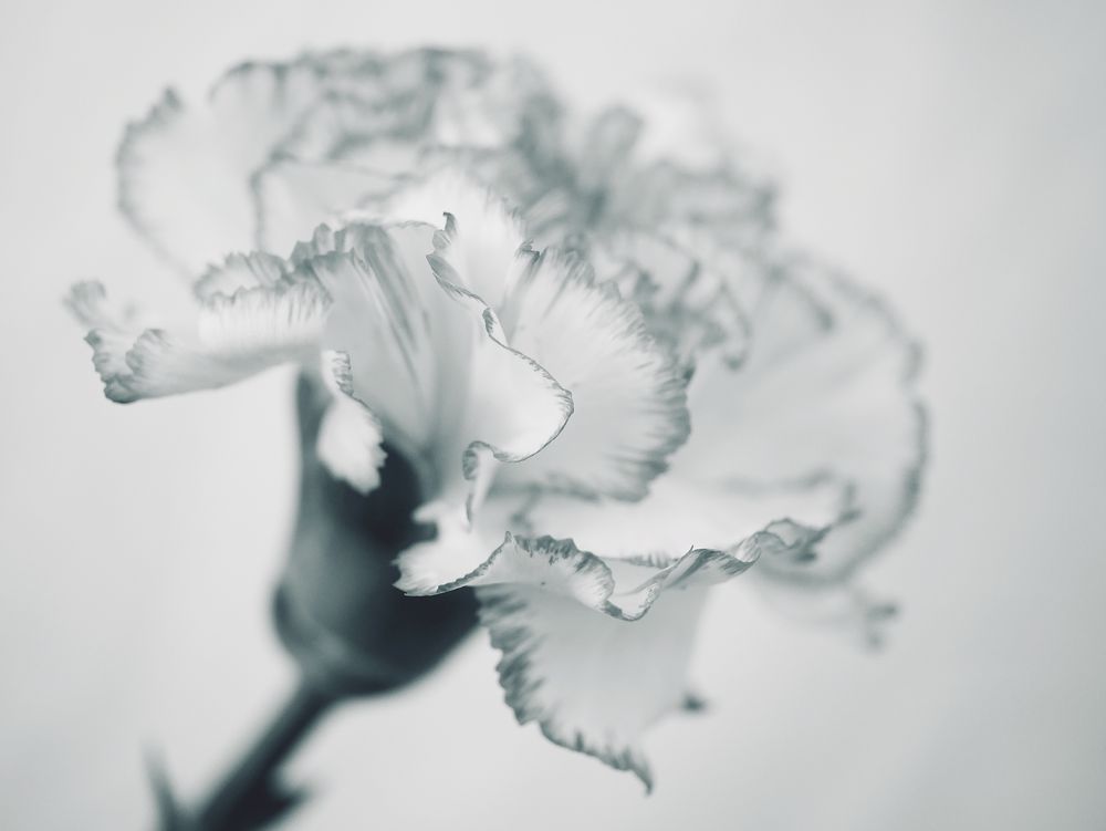 ...sanft... Foto & Bild spezial, natur, monochrome Bilder auf