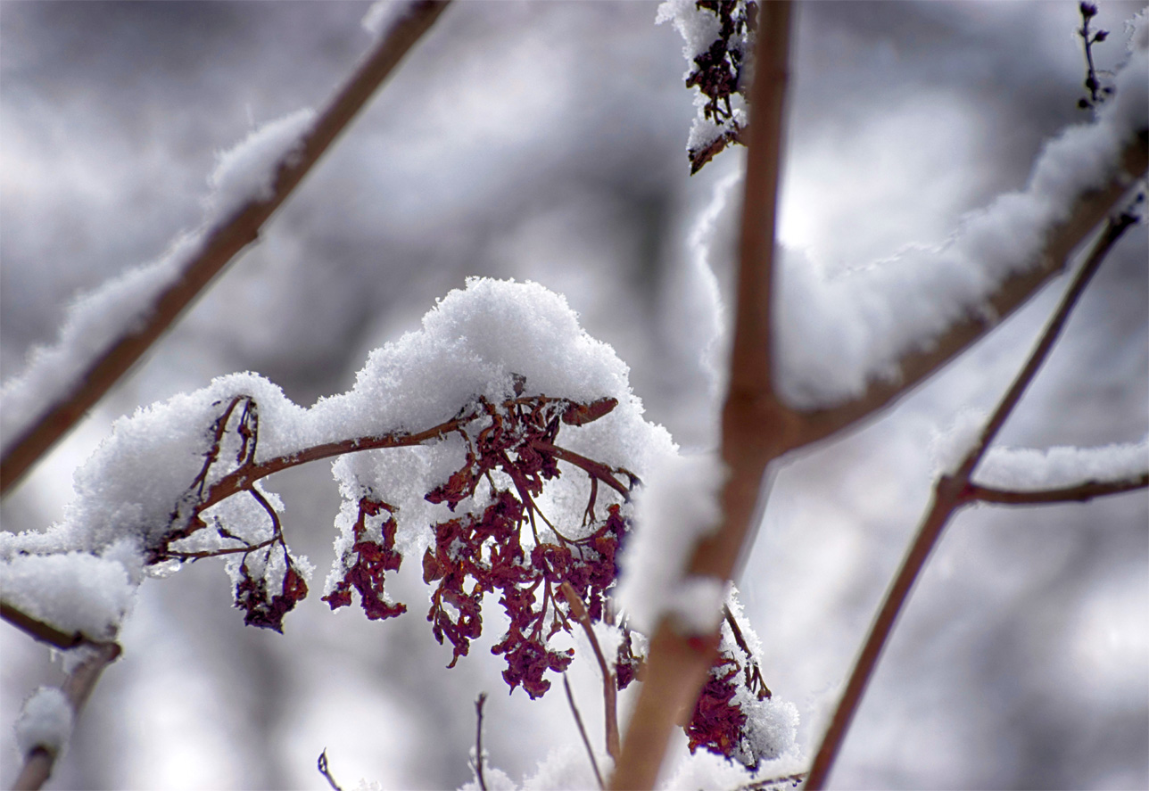 Sanft bedeckt der Schnee.......