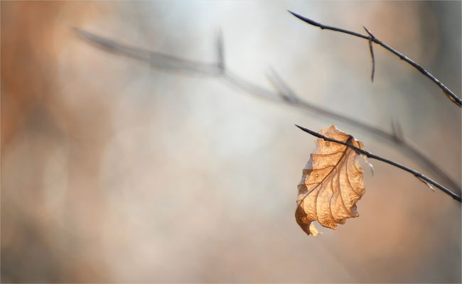 *Sanft-goldenes Winter°Leuchten*